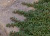 Show product details for Cotoneaster congestum nanum